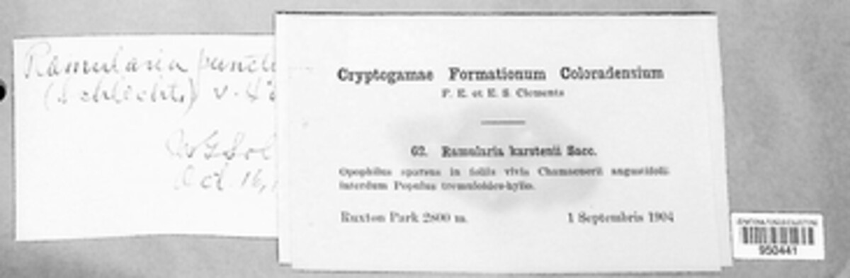 Phaeoramularia image